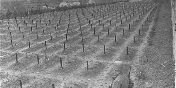 Hadamar cemetry 1945 | Friedhof der Tötungsanstalt Hadamar